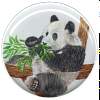 Panda02.jpg